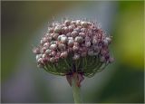 genus Allium