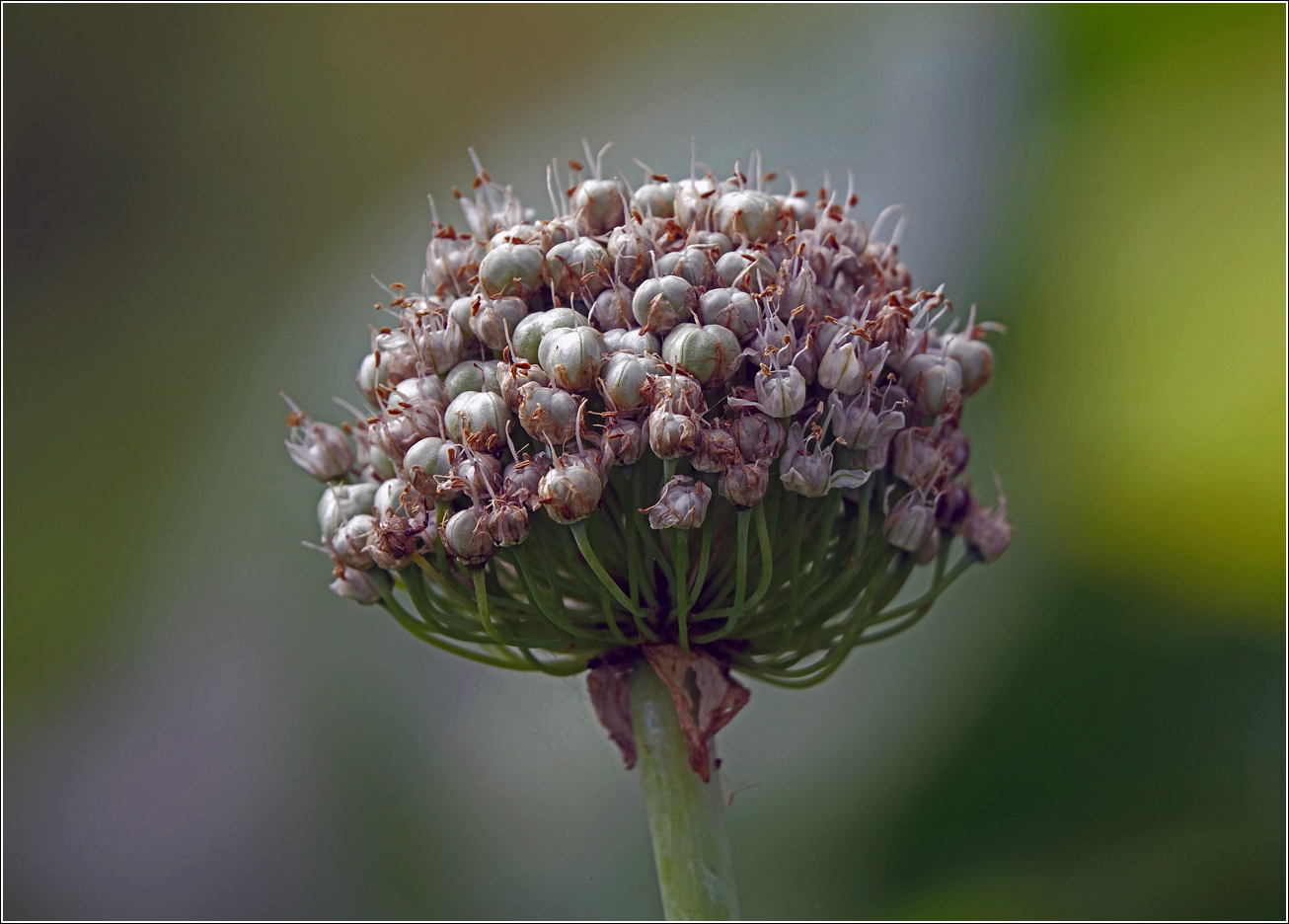 Image of genus Allium specimen.