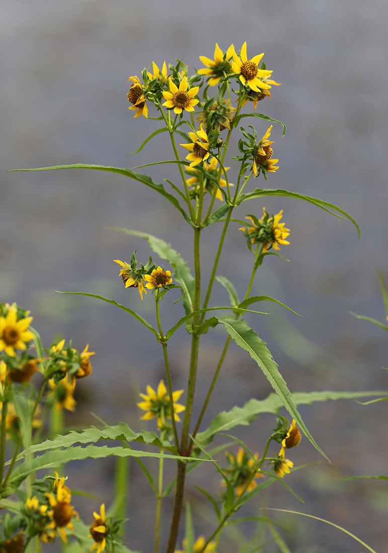 Изображение особи Bidens cernua var. radiata.