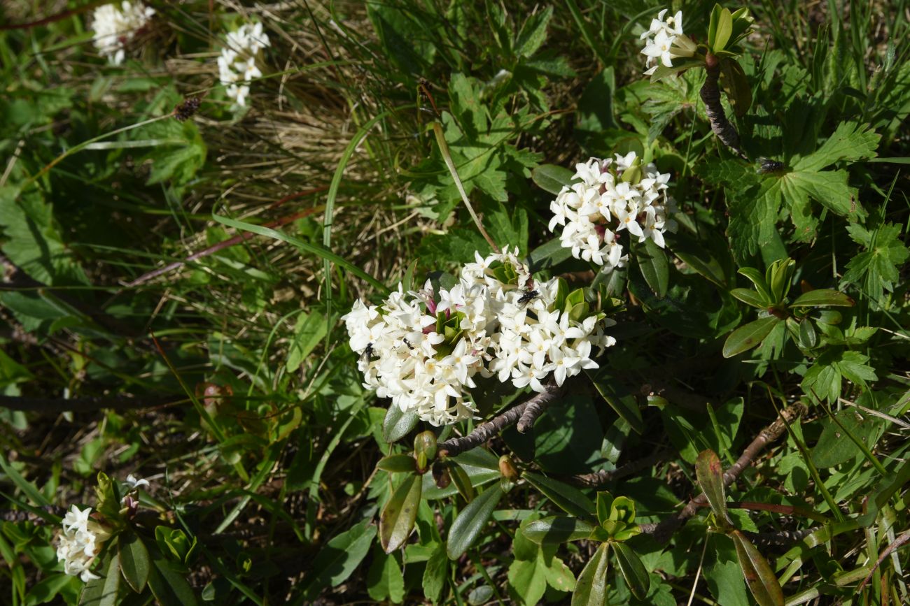 Image of genus Daphne specimen.