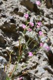 Incarvillea olgae