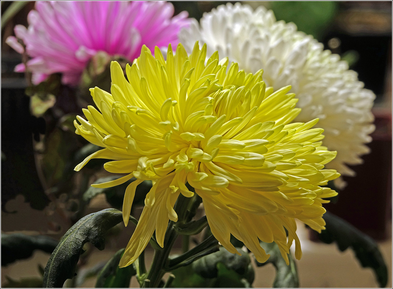 Image of Chrysanthemum indicum specimen.