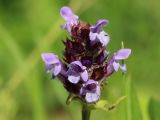 Prunella vulgaris. Соцветие. Ленинградская обл., Волосовский р-н, окр. дер. Пятая Гора, у развалин церкви, разнотравный луг. 22.06.2024.