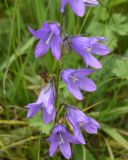 Campanula rapunculoides. Цветки. Чечня, Шаройский р-н, 2 км к востоку от ур. Хиндушты, 1 км на юго-запад от Сигнальной горы, выс. 2170 м н.у.м., луг. 1 июля 2024 г.