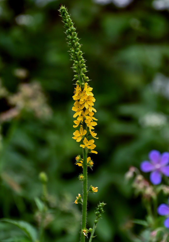 Image of Agrimonia eupatoria specimen.