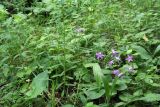 Campanula rapunculus