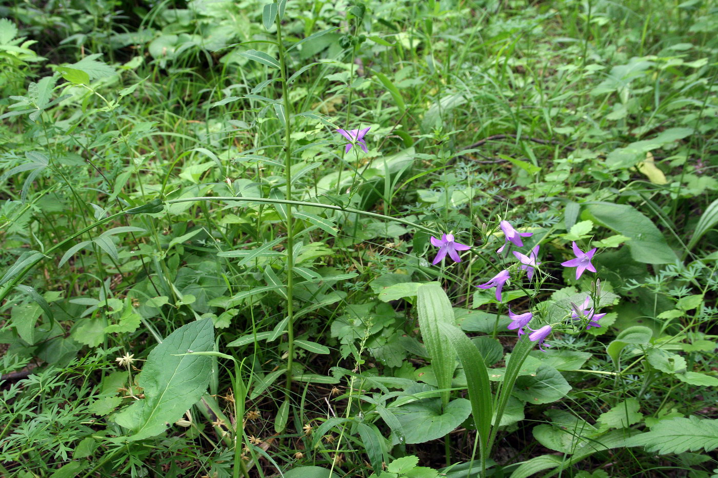 Изображение особи Campanula rapunculus.