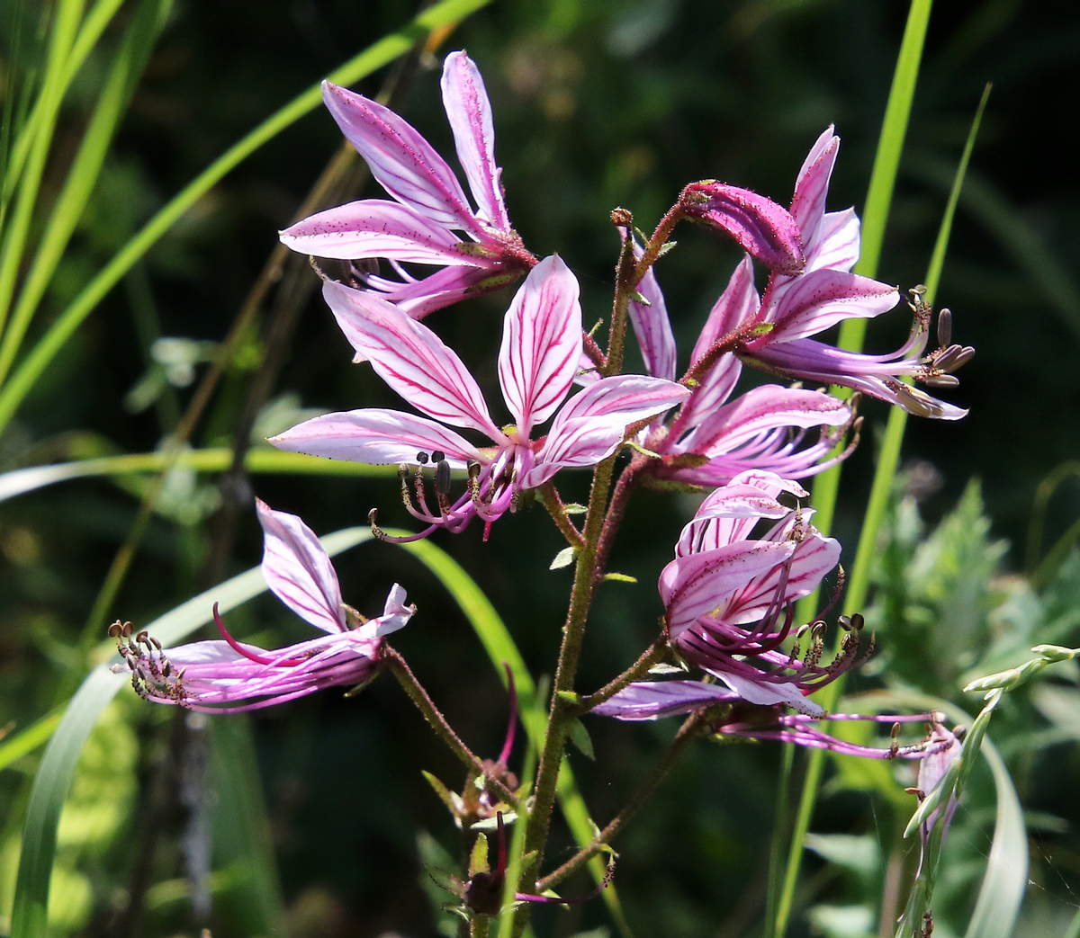 Изображение особи Dictamnus caucasicus.