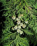 Chamaecyparis lawsoniana