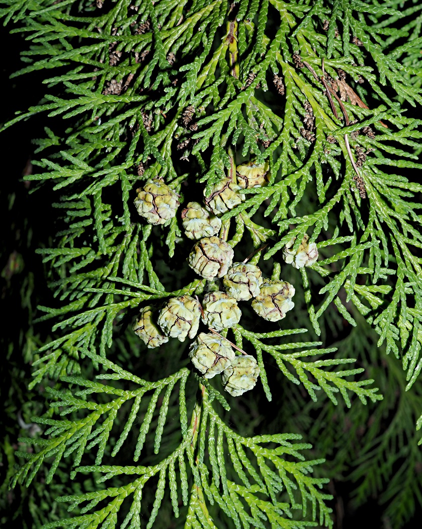 Изображение особи Chamaecyparis lawsoniana.