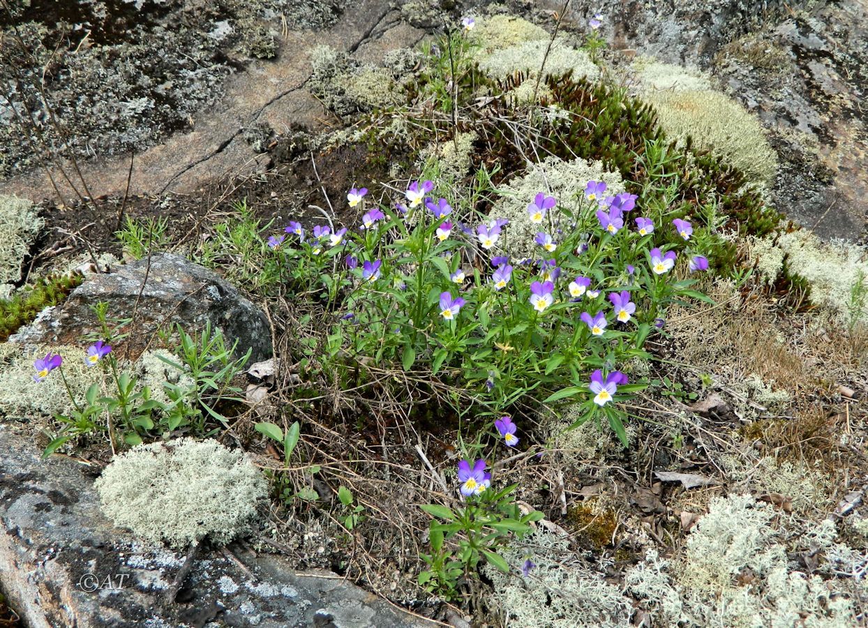 Изображение особи Viola tricolor.