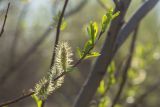 View full-size image Salix caprea
