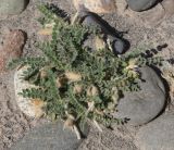 Смотреть изображение род Astragalus