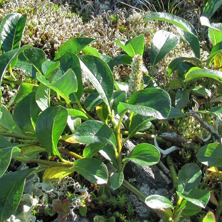 Image of Salix arctica specimen.