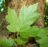 View full-size image Acer campestre