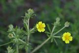 View full-size image genus Potentilla