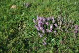 View full-size image genus Thymus