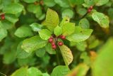 View full-size image Frangula alnus