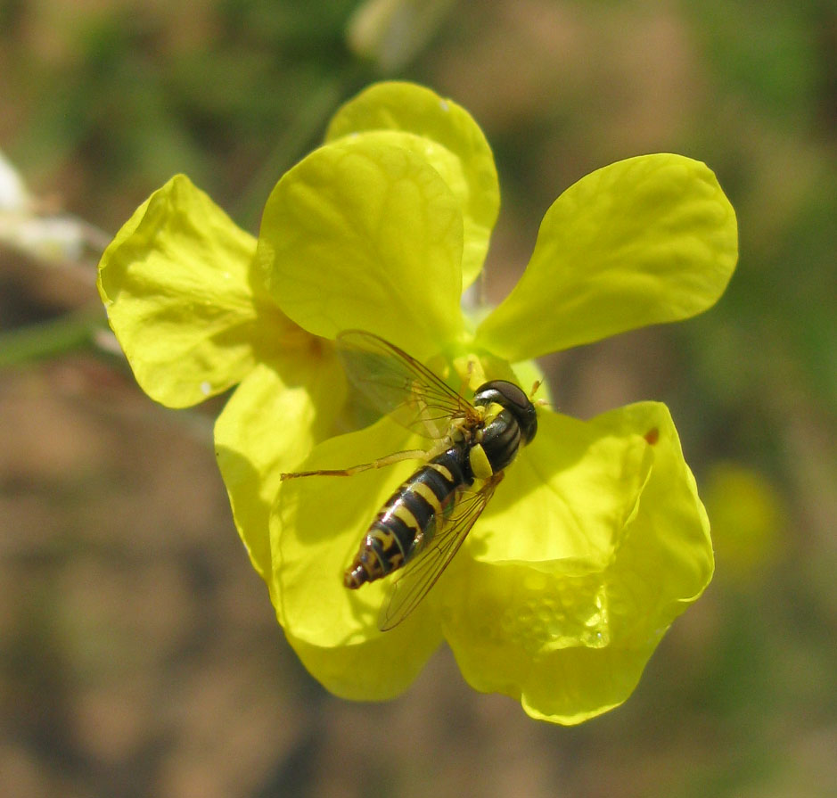 Image of Raphanus raphanistrum specimen.