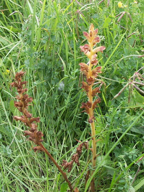 Изображение особи Orobanche gracilis.