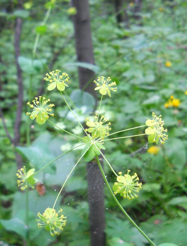 Изображение особи Bupleurum longifolium ssp. aureum.