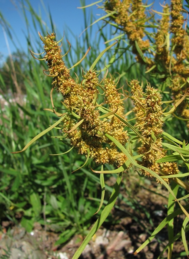 Image of Rumex rossicus specimen.