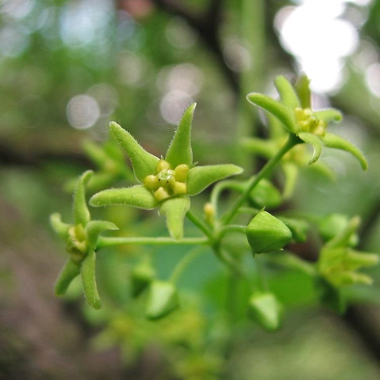 Image of Vincetoxicum scandens specimen.