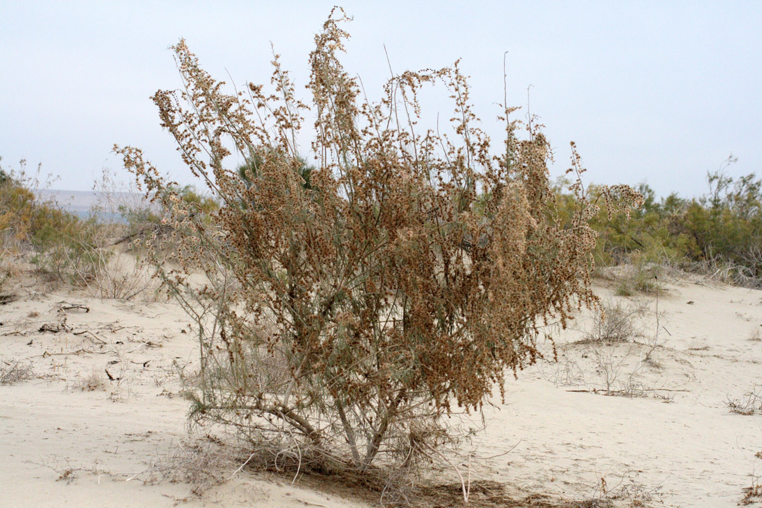 Изображение особи Salsola richteri.