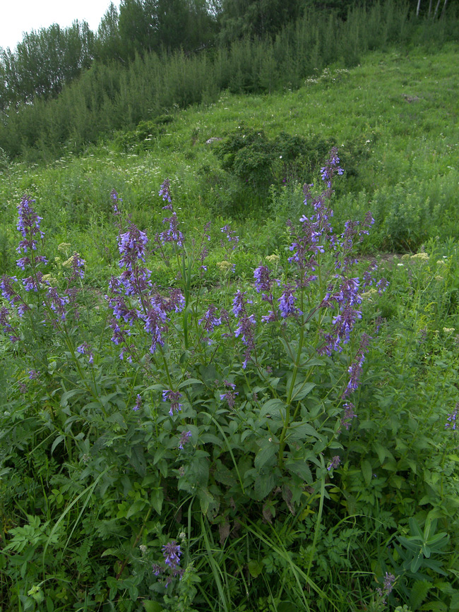 Image of Nepeta grandiflora specimen.