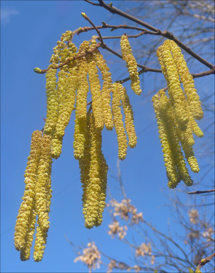 Image of Corylus avellana specimen.