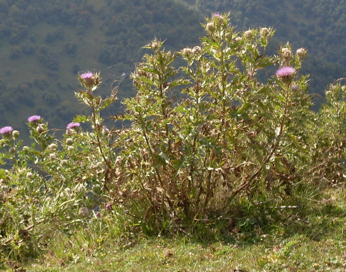 Image of Cirsium obvallatum specimen.