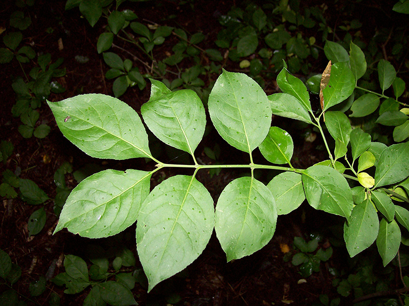 Изображение особи Euonymus europaeus.