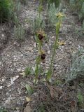 Ophrys подвид caucasica