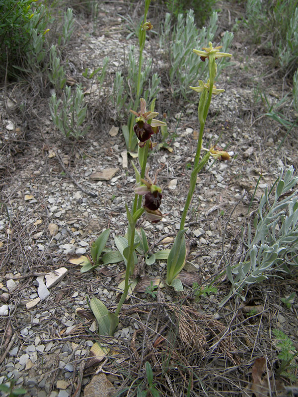 Image of Ophrys mammosa ssp. caucasica specimen.