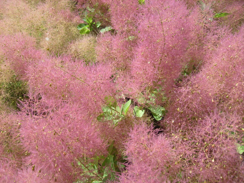 Изображение особи Cotinus coggygria.