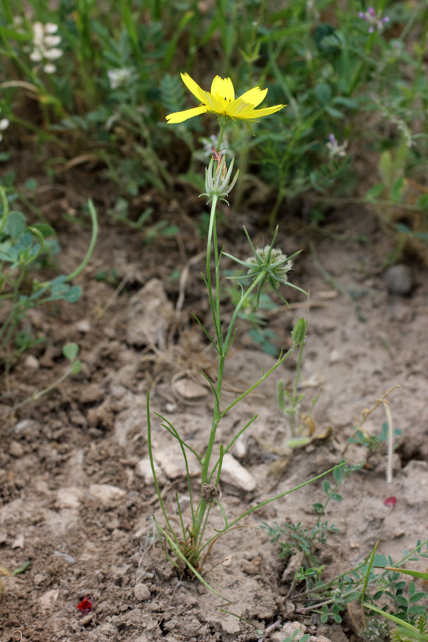 Image of Koelpinia macrantha specimen.