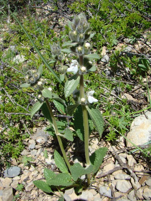 Image of Phlomoides ebracteolata specimen.