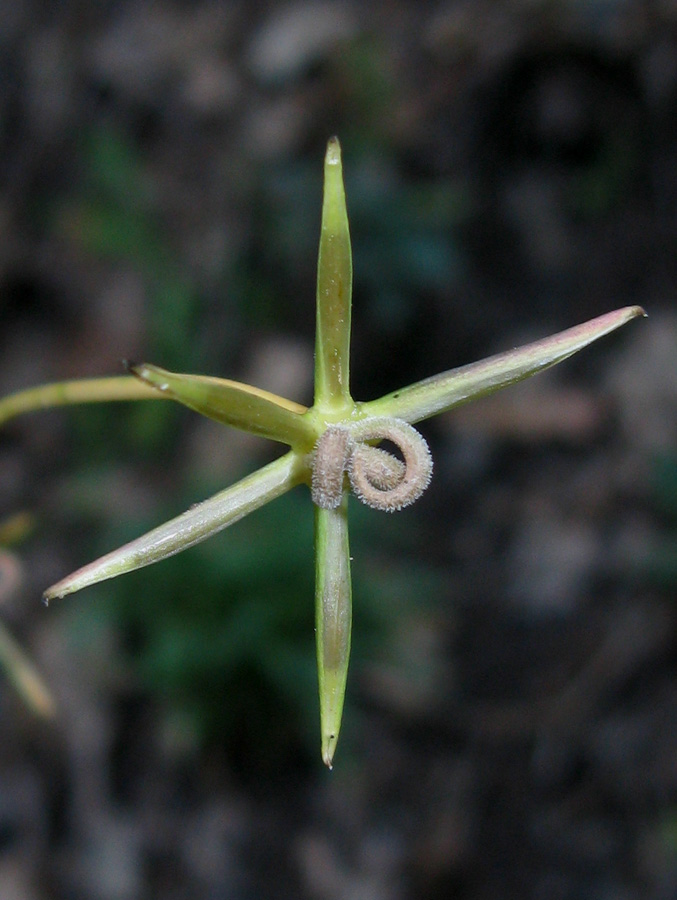 Изображение особи Rhagadiolus edulis.