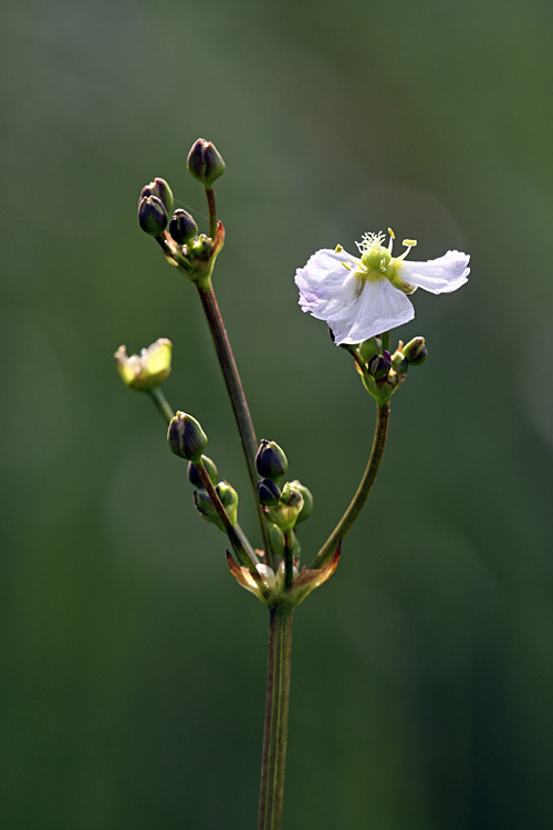 Image of Alisma plantago-aquatica specimen.