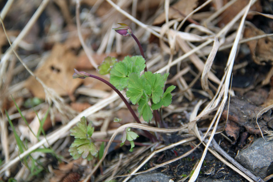 Изображение особи род Aquilegia.