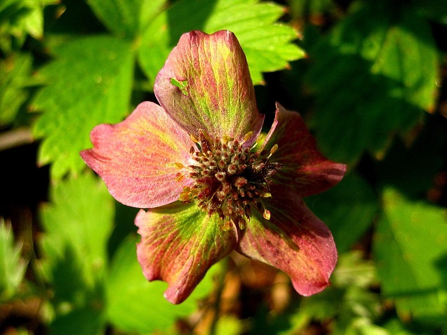 Image of familia Rosaceae specimen.