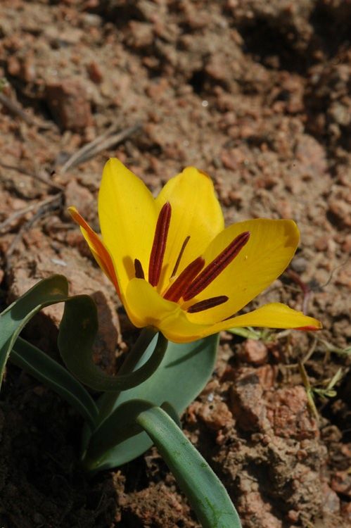 Image of genus Tulipa specimen.