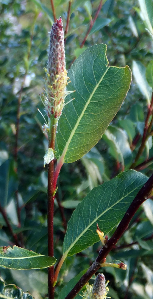 Image of Salix phylicifolia specimen.