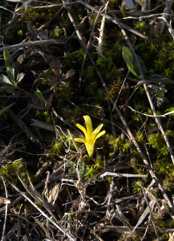 Image of Sternbergia colchiciflora specimen.