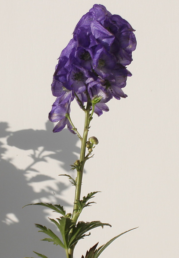 Изображение особи род Aconitum.