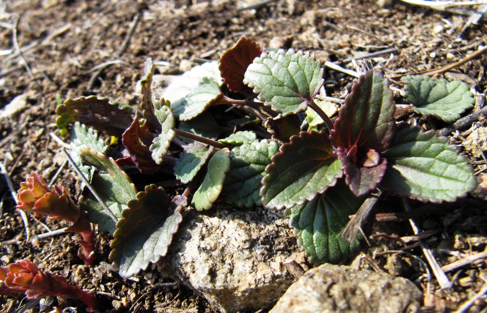 Изображение особи Dracocephalum nutans.