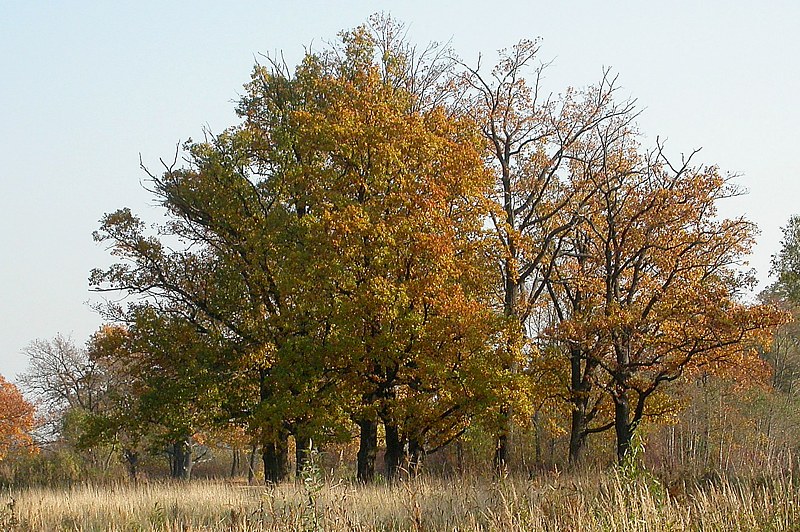 Изображение особи Quercus robur.