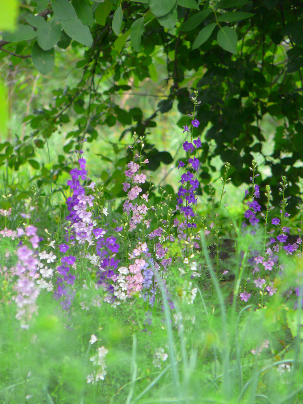 Изображение особи Delphinium ajacis.