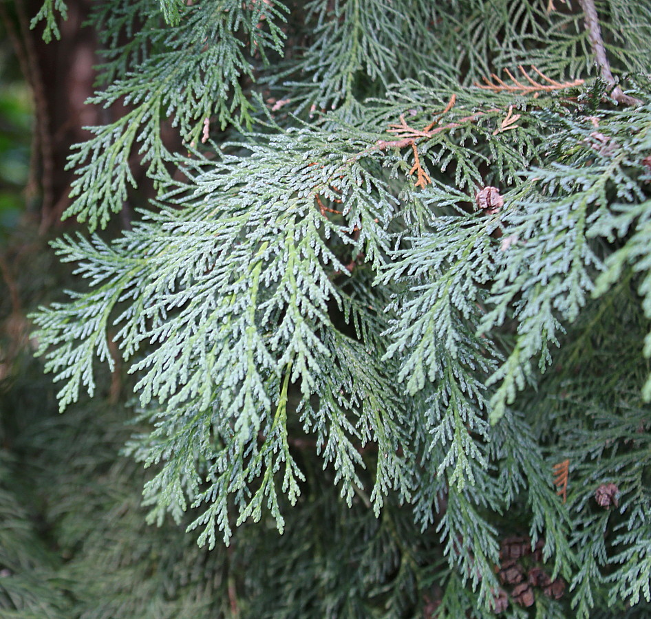 Image of Chamaecyparis lawsoniana specimen.