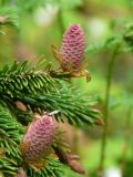 Picea abies